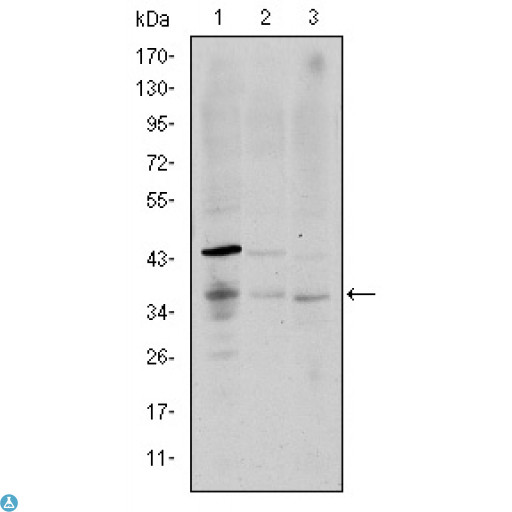 CD1A Antibody - ELISA analysis of CD1A antibody.