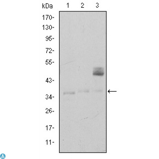 CD1A Antibody - ELISA analysis of CD1A antibody.