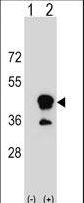 CD1B Antibody - Western blot of CD1B (arrow) using rabbit polyclonal CD1B Antibody. 293 cell lysates (2 ug/lane) either nontransfected (Lane 1) or transiently transfected (Lane 2) with the CD1B gene.