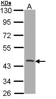 CD1B Antibody - Sample (30 ug of whole cell lysate). A: H1299. 10% SDS PAGE. CD1 / CD1B antibody diluted at 1:1000.