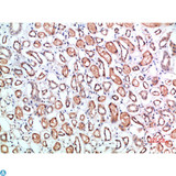 CD1B Antibody - Immunohistochemical analysis of paraffin-embedded human-kidney, antibody was diluted at 1:200.