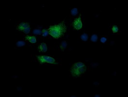 CD1C Antibody - Anti-CD1C mouse monoclonal antibody immunofluorescent staining of COS7 cells transiently transfected by pCMV6-ENTRY CD1C.