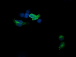 CD1C Antibody - Anti-CD1C mouse monoclonal antibody immunofluorescent staining of COS7 cells transiently transfected by pCMV6-ENTRY CD1C.