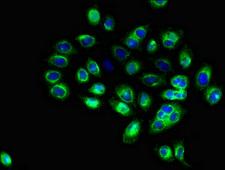 CD1C Antibody - Immunofluorescent analysis of A549 cells diluted at 1:100 and Alexa Fluor 488-congugated AffiniPure Goat Anti-Rabbit IgG(H+L)