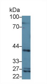 CD1D Antibody - Western Blot; Sample: Rat Serum; Primary Ab: 3µg/ml Rabbit Anti-Rat CD1d Antibody Second Ab: 0.2µg/mL HRP-Linked Caprine Anti-Rabbit IgG Polyclonal Antibody