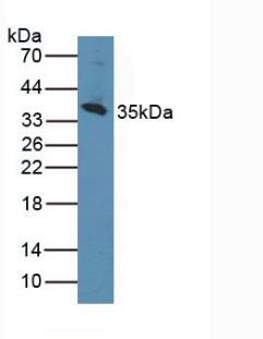 CD1D Antibody - Western Blot; Sample: Human K562 Cells.