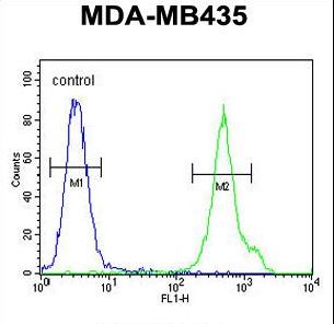 CD1E Antibody - CD1E Antibody flow cytometry of MDA-MB435 cells (right histogram) compared to a negative control cell (left histogram). FITC-conjugated goat-anti-rabbit secondary antibodies were used for the analysis.
