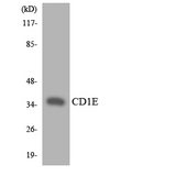 CD1E Antibody - Western blot analysis of the lysates from RAW264.7cells using CD1E antibody.
