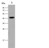 CD1E Antibody - Anti-CD1e rabbit polyclonal antibody at 1:500 dilution. Lane A: U-251MG Whole Cell Lysate. Lysates/proteins at 30 ug per lane. Secondary: Goat Anti-Rabbit IgG (H+L)/HRP at 1/10000 dilution. Developed using the ECL technique. Performed under reducing conditions. Predicted band size: 44 kDa. Observed band size: 44 kDa.