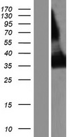 CD1E Protein - Western validation with an anti-DDK antibody * L: Control HEK293 lysate R: Over-expression lysate