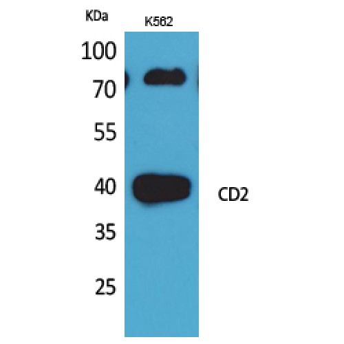 CD2 Antibody - Western blot of CD2 antibody