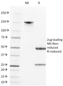 CD2 Antibody - SDS-PAGE Analysis of Purified, BSA-Free CD2 Antibody (clone LFA2/600). Confirmation of Integrity and Purity of the Antibody.