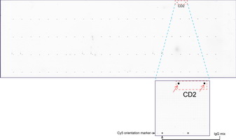 CD2 Antibody - OriGene overexpression protein microarray chip was immunostained with UltraMAB anti-CD2 mouse monoclonal antibody. (Clone UMAB6). The positive reactive proteins are highlighted with two red arrows in the enlarged subarray. All the positive controls spotted in this subarray are also labeled for clarification. These data show that UltraMAB anti-CD2. (Clone UMAB6) very specifically recognizes Cd2 antigen on OriGene protein microarray chip.