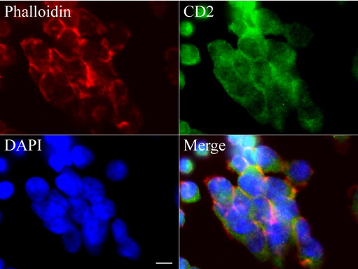 CD2 Antibody - Immunofluorescent staining of Jurkat cells using anti-CD2 mouse monoclonal antibody  green, 1:100). Actin filaments were labeled with Alexa Fluor® 594 Phalloidin. (red), and nuclear with DAPI. (blue). Scale bar, 8µm.