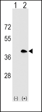 CD20 Antibody - Western blot of MS4A1 (arrow) using rabbit polyclonal MS4A1 Antibody. 293 cell lysates (2 ug/lane) either nontransfected (Lane 1) or transiently transfected (Lane 2) with the MS4A1 gene.