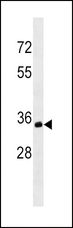 CD20 Antibody - MS4A1/CD20 Antibody western blot of Ramos cell line lysates (35 ug/lane). The MS4A1/CD20 antibody detected the MS4A1/CD20 protein (arrow).