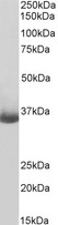 CD20 Antibody - Biotinylated Goat Anti-CD20 / MS4A1 (C Terminus) Antibody (0.3µg/ml) staining of Daudi lysate (35µg protein in RIPA buffer). Primary incubation was 1 hour. Detected by chemiluminescencence, using streptavidin-HRP and using NAP blocker as a substitute for skimmed milk.