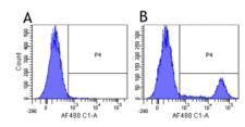 CD20 Antibody - Flow-cytometry on human lymphocytes.