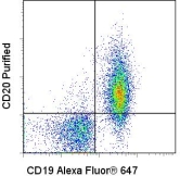 CD20 Antibody - Staining of BALB/c splenocytes with Alexa Fluor 647 anti-mouse CD19 (1D3) and 1.0 ug Purified anti-mouse CD20 (AISB12) followed by PE Donkey anti-Rat IgG (LS-C106534) secondary antibody. Quadrant lines represent Rat IgG2a isotype control staining levels and cells in the lymphocyte gate were used for analysis.