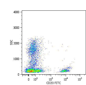 CD20 Antibody - Surface staining of human peripheral blood cells with anti-human CD20 (LT20) FITC.
