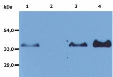 CD20 Antibody - Immunoprecipitation of human CD20 from the whole cell lysate of RAJI human Burkitt lymphoma cell line.  Western blot was immunostained with anti-CD20 rabbit polyclonal antibody.  Lane 1: original lysate of RAJI cells  Lane 2: immunoprecipitate by Isotypic mouse IgG1 control (PPV-06)  Lane 3: original lysate of RAJI cells  Lane 4: immunoprecipitate by anti-CD20 (MEM-97)