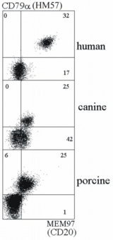 CD20 Antibody - Double staining of human, canine and porcine B lymphocytes with anti-CD79a (HM57) and anti-CD20 (MEM-97) antibody.
