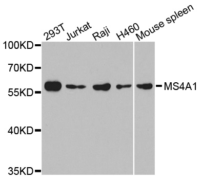 CD20 Antibody - Western blot analysis of extracts of various cell lines.