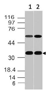 CD20 Antibody - Fig-2: Western blot analysis of CD20. Anti-CD20 antibody was tested at 2 µg/ml on Raji and Ramos lysates.