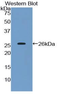 CD200 Antibody - Western blot of recombinant CD200.