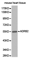 CD200 Antibody - Western blot of extracts of mouse heart tissue, using ADRB2 antibody.