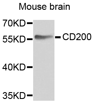 CD200 Antibody - Western blot analysis of extracts of mouse brain.