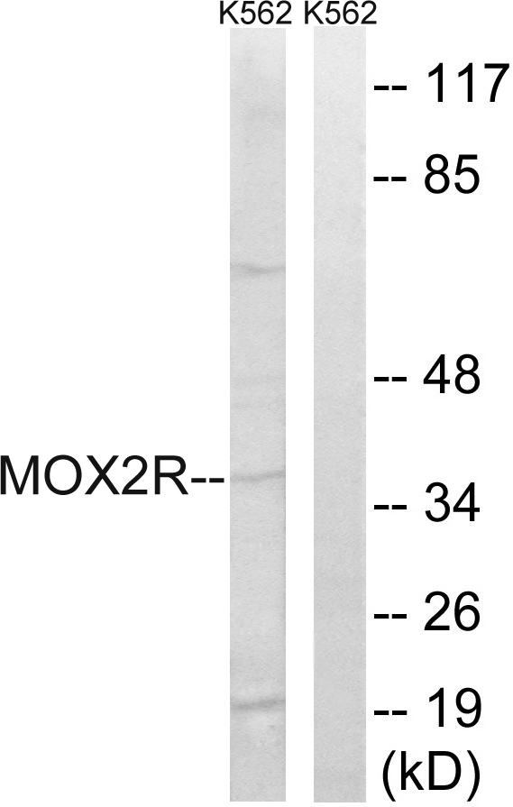 CD200R1 / CD200R Antibody - Western blot analysis of lysates from K562 cells, using MOX2R Antibody. The lane on the right is blocked with the synthesized peptide.