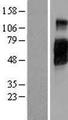 CD200R1 / CD200R Protein - Western validation with an anti-DDK antibody * L: Control HEK293 lysate R: Over-expression lysate