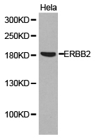CD207 / Langerin Antibody - Western blot of extracts of HeLa cell lines, using ERBB2 antibody.