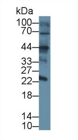 CD209 / DC-SIGN Antibody - Western Blot; Sample: Mouse Skin; Primary Ab: 2µg/ml Rabbit Anti-Mouse CLEC4L Antibody Second Ab: 0.2µg/mL HRP-Linked Caprine Anti-Rabbit IgG Polyclonal Antibody (Catalog: SAA544Rb19