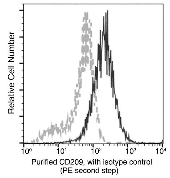 CD209 / DC-SIGN Antibody - Flow cytometric analysis of Human CD209 expression on DC. Cells were stained with purified anti-Human CD209, then a PE-conjugated second step antibody. The fluorescence histograms were derived from gated events with the forward and side light-scatter characteristics of intact cells.