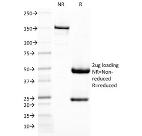 CD209 / DC-SIGN Antibody - SDS-PAGE Analysis of Purified, BSA-Free DC-SIGN Antibody (clone C209/1781). Confirmation of Integrity and Purity of the Antibody.