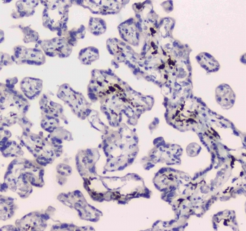 CD209 / DC-SIGN Antibody - IHC testing of FFPE human placental tissue with DC-SIGN antibody at 1ug/ml. Required HIER: steam section in pH6 citrate buffer for 20 min and allow to cool prior to staining.