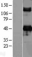 CD209 / DC-SIGN Protein - Western validation with an anti-DDK antibody * L: Control HEK293 lysate R: Over-expression lysate