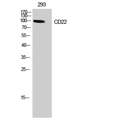 CD22 Antibody - Western blot of CD22 antibody