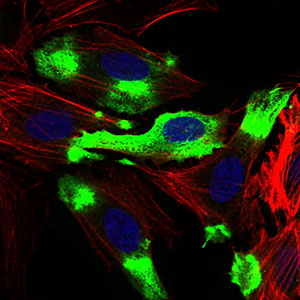 CD22 Antibody - Immunofluorescence of HeLa cells using CD22 mouse monoclonal antibody (green). Blue: DRAQ5 fluorescent DNA dye. Red: Actin filaments have been labeled with Alexa Fluor-555 phalloidin.