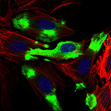 CD22 Antibody - Immunofluorescence of HeLa cells using CD22 mouse monoclonal antibody (green). Blue: DRAQ5 fluorescent DNA dye. Red: Actin filaments have been labeled with Alexa Fluor-555 phalloidin.