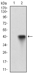 CD22 Antibody - Western blot using CD22 monoclonal antibody against HEK293 (1) and CD22 (AA: 621-725)-hIgGFc transfected HEK293 (2) cell lysate.