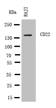 CD22 Antibody - WB of CD22 antibody. WB: RAJI Cell Lysate.