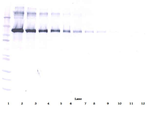 CD22 Antibody - Biotinylated Anti-Human sCD22 Western Blot Reduced