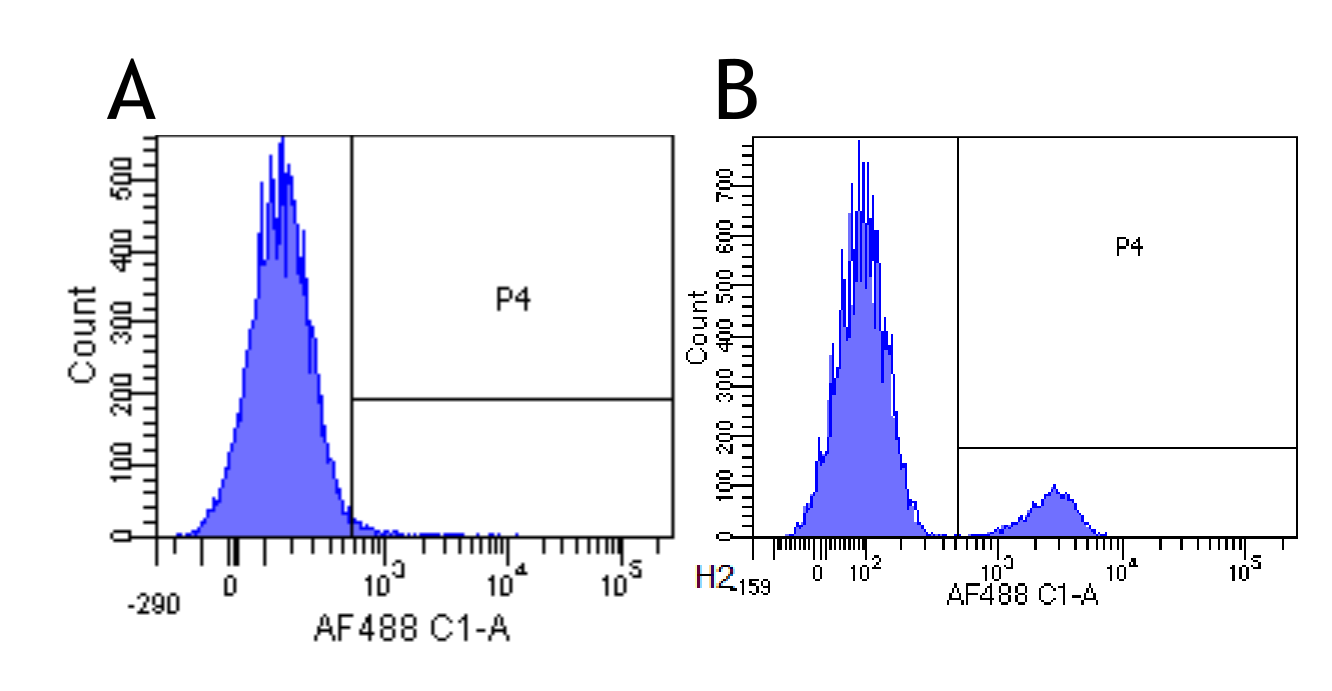 CD22 Antibody - Flow-cytometry on rhesus monkey lymphocytes.