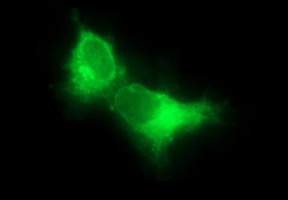 CD22 Antibody - Anti-CD22 mouse monoclonal antibody immunofluorescent staining of COS7 cells transiently transfected by pCMV6-ENTRY CD22.