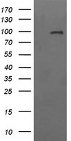 CD22 Antibody - HEK293T cells were transfected with the pCMV6-ENTRY control (Left lane) or pCMV6-ENTRY CD22 (Right lane) cDNA for 48 hrs and lysed. Equivalent amounts of cell lysates (5 ug per lane) were separated by SDS-PAGE and immunoblotted with anti-CD22.