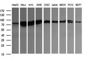 CD22 Antibody - Western blot of extracts (35 ug) from 9 different cell lines by using anti-CD22 monoclonal antibody (HepG2: human; HeLa: human; SVT2: mouse; A549: human; COS7: monkey; Jurkat: human; MDCK: canine; PC12: rat; MCF7: human).