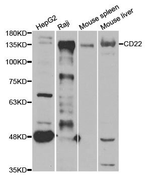 CD22 Antibody - Western blot analysis of extracts of various cell lines, using CD22 antibody.